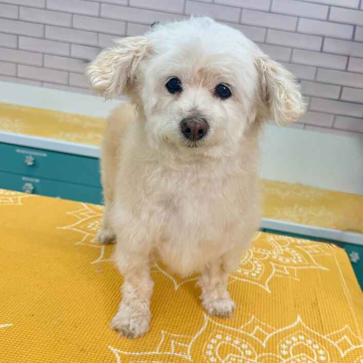 Poodle