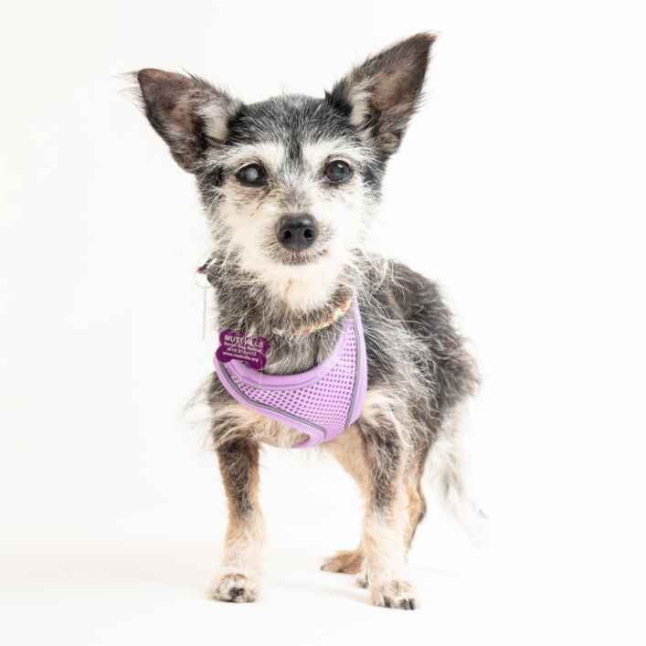 Terrier