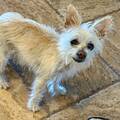 Farah.