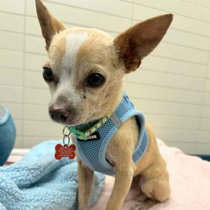 Chihuahua