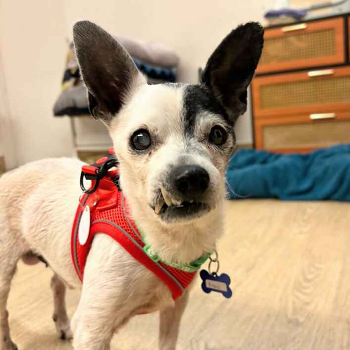 Chihuahua