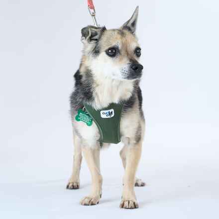 Applejack