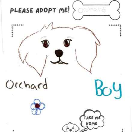 Orchard