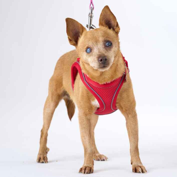 Chihuahua