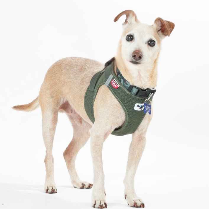 Chihuahua