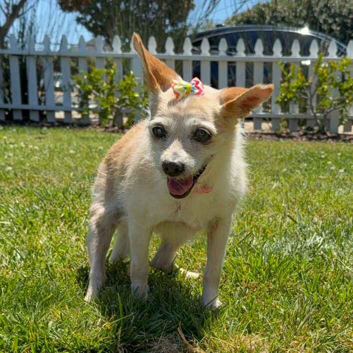 Terrier