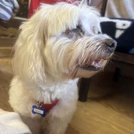 Harvey