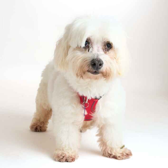 Maltese