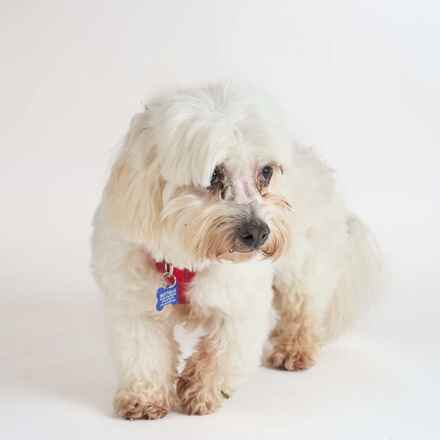 Harvey