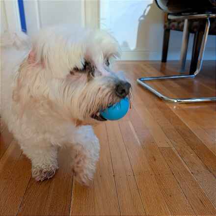 Harvey