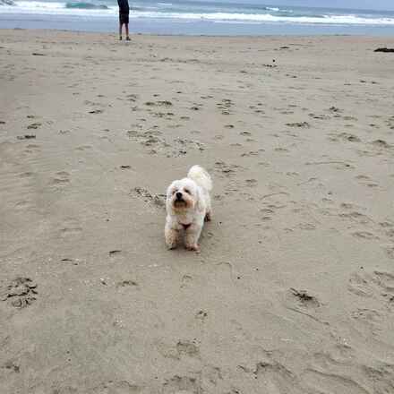 Harvey