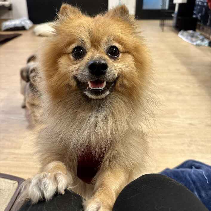 Pomeranian