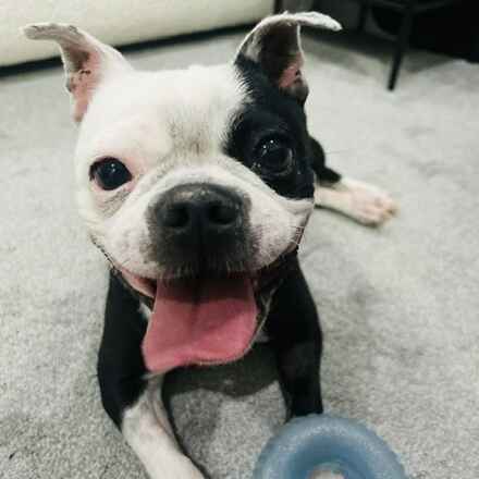 Trixie