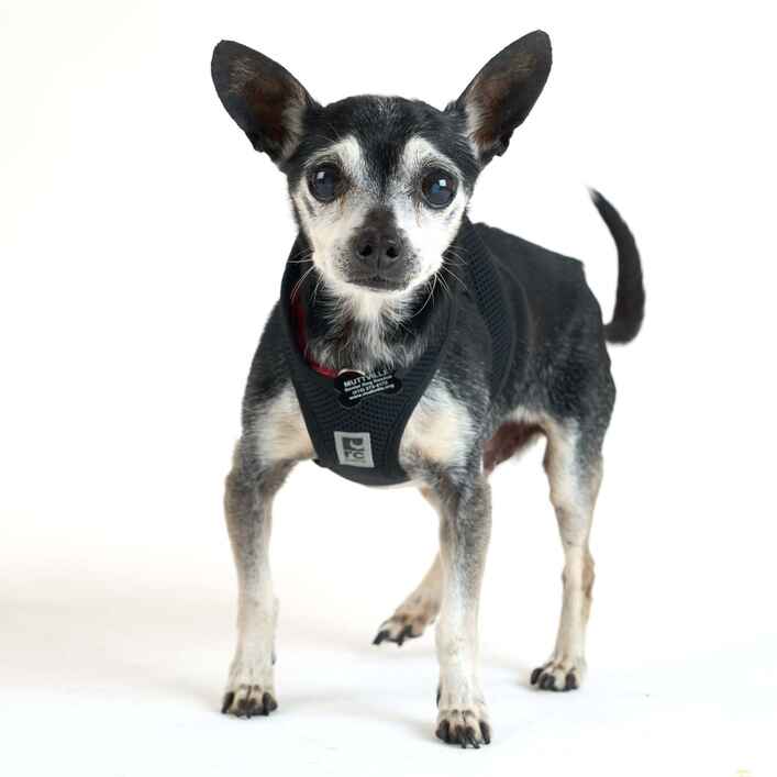 Chihuahua