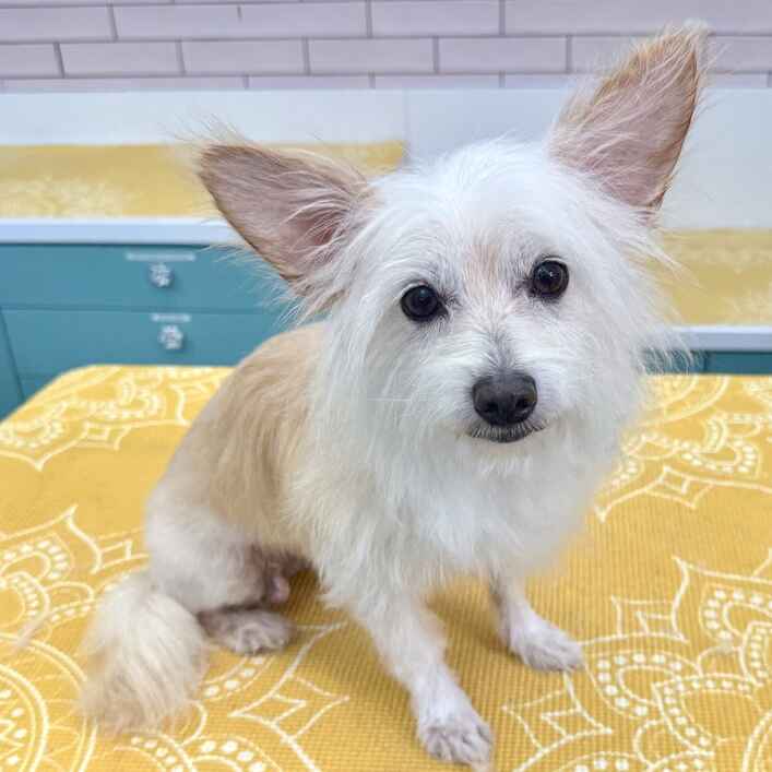 Terrier