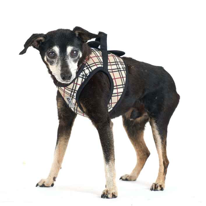 Chihuahua