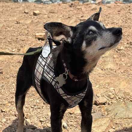 Charcoal Gray