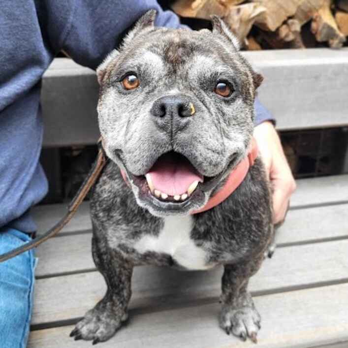 Bulldog