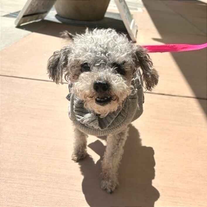 Poodle