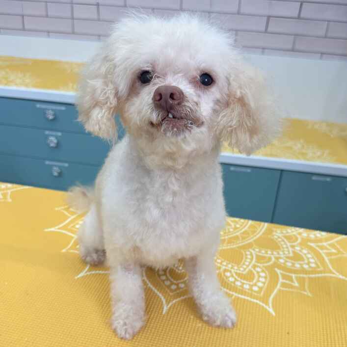 Poodle