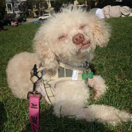 Ref
