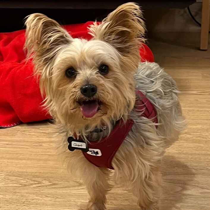 Yorkshire Terrier