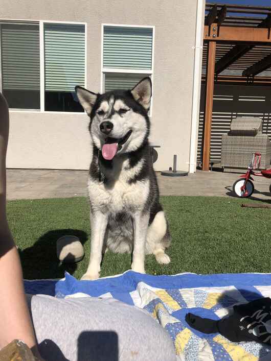 Kimber!