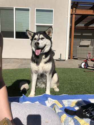 Kimber!