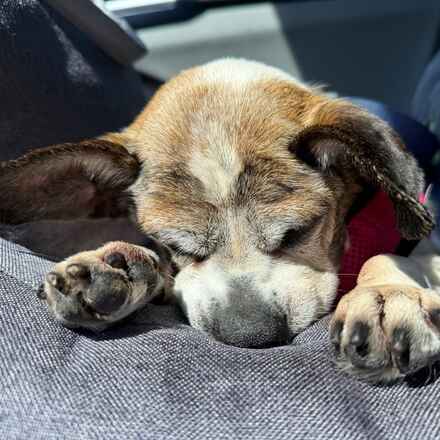 Bedazzle