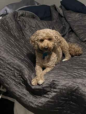 Laika/Casper Foster or adopt-Urgent