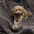 Laika/Casper Foster or adopt-Urgent