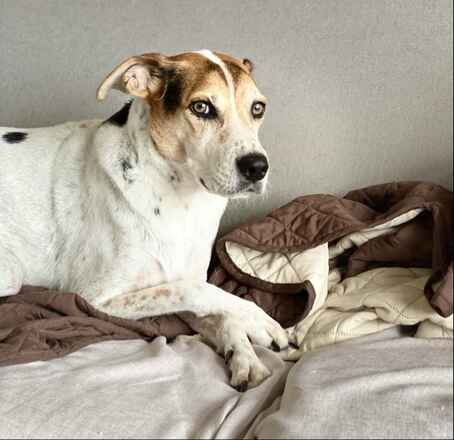 Laika/Casper Foster or adopt-Urgent