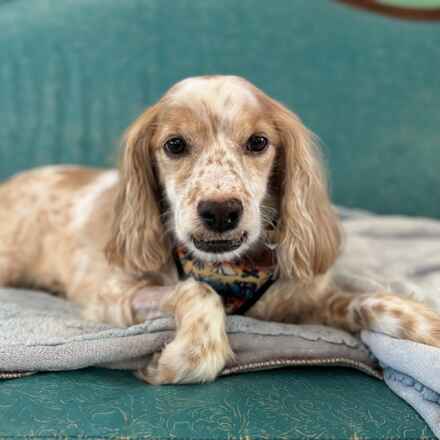 Moss (Tuck)
