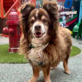 Grizzly Bear