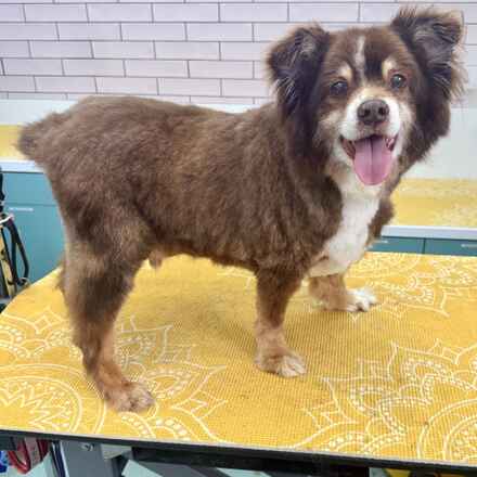Grizzly Bear
