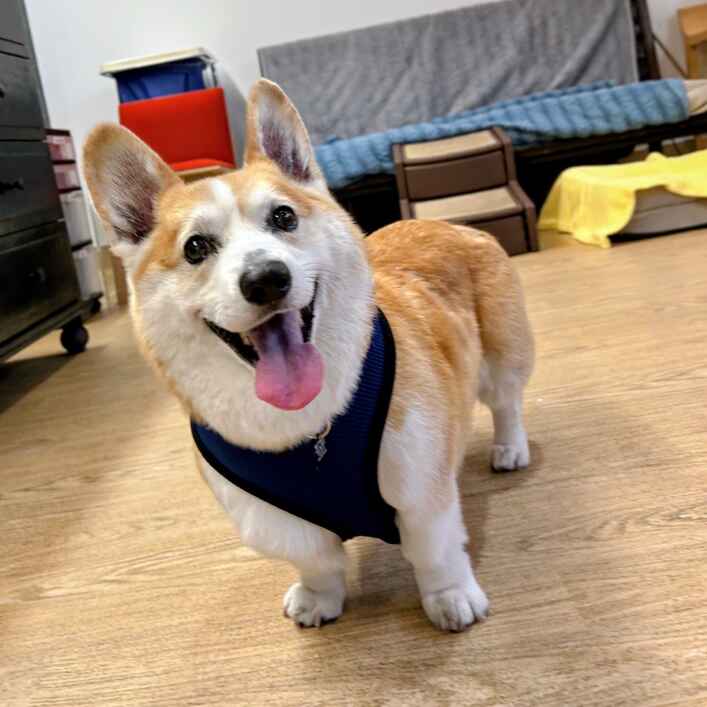Bao