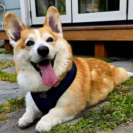 Bao