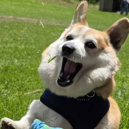 Bao