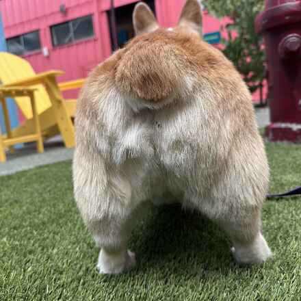 Bao