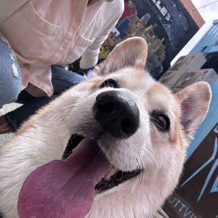 Bao