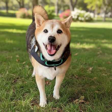Kuma.