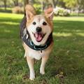 Kuma.