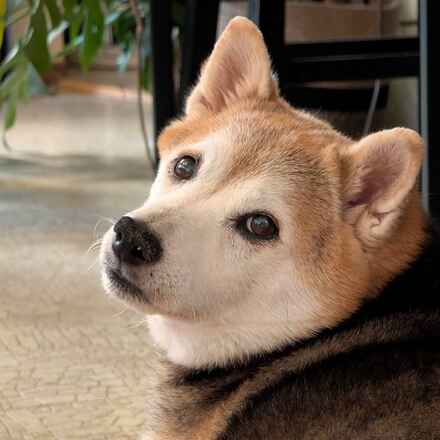 Kuma.
