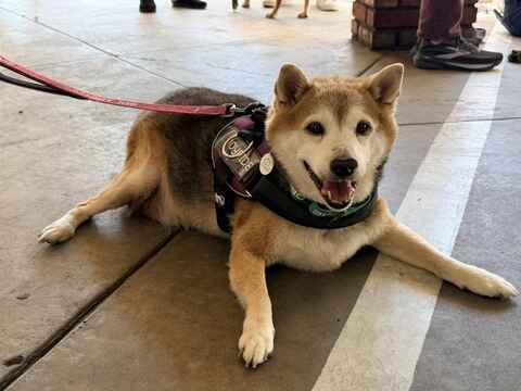 Kuma.