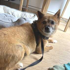 Rollo