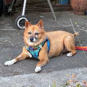 Rollo