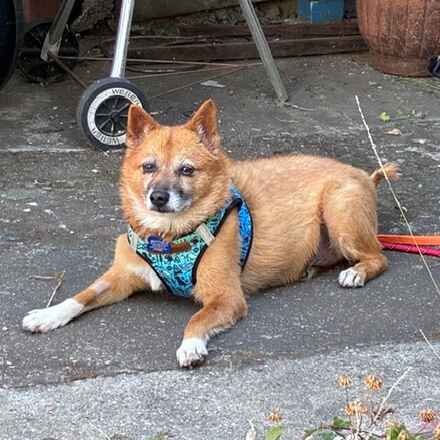 Rollo