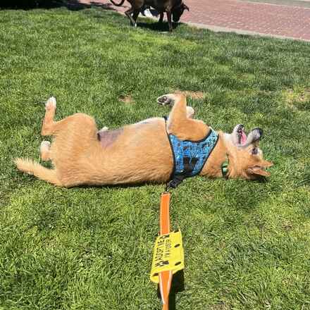 Rollo