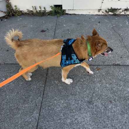 Rollo