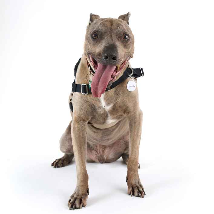 Pit Bull